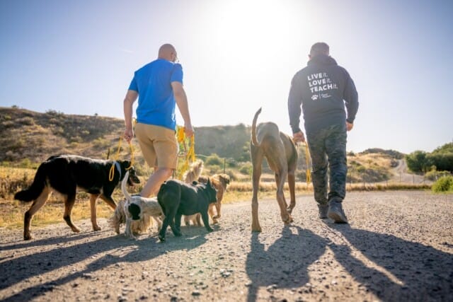 Two people walking multiple dogs on a sunny path, with a bright sun in the sky and a hilly landscape in the background.