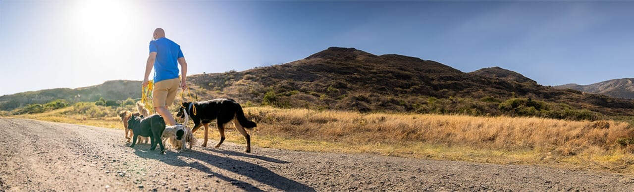 Always Faithful Dog Training franchisee guiding five dogs along a gravel path, with rolling hills in the background and a clear sky above.