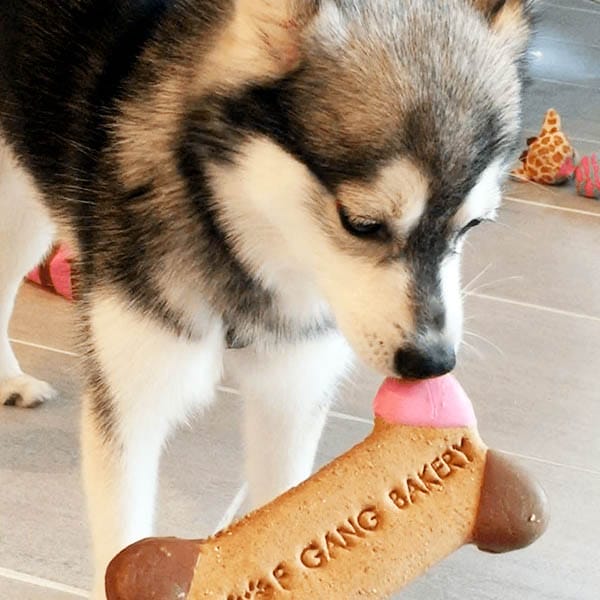 A dog eagerly sniffs a large bone-shaped treat from Woof Gang Bakery.