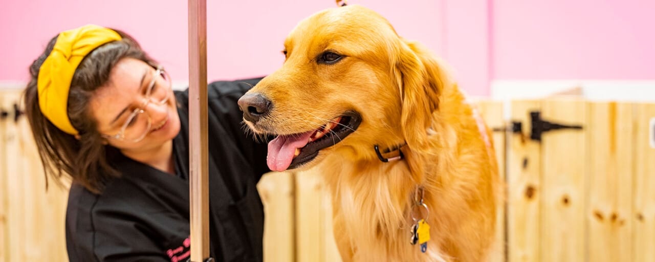A smiling woman with glasses and a yellow headband is expertly grooming a happy golden retriever at Woof Gang Bakery & Grooming.